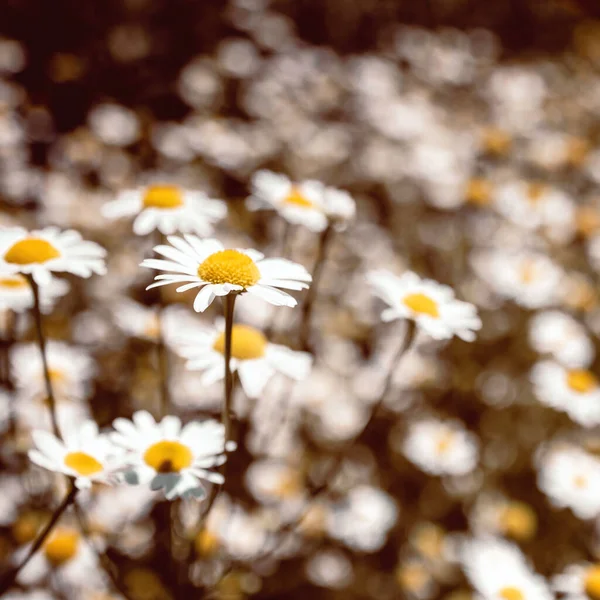 Vintage colored medical roman Chamomile flowers Field — Stock Photo, Image