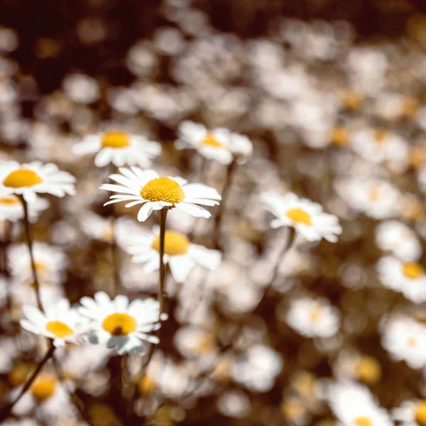 Bunga Chamomile Romawi berwarna kuno Lapangan — Stok Foto