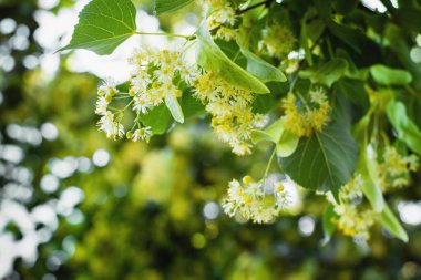 İlkbahar arkaplanı Linden ağacı çiçeklerinin yakın planıyla 