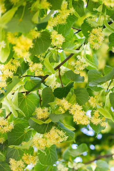 İlkbahar arkaplanı Linden ağacı çiçeklerinin yakın planıyla 