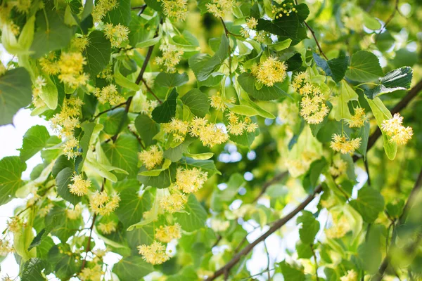 Весенний фон с крупным планом цветов Линден — стоковое фото