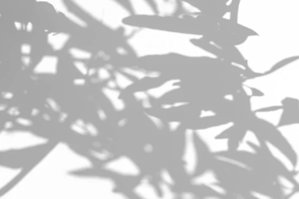 Σκιές των κλαδιών του δέντρου σε λευκό τοίχο — Φωτογραφία Αρχείου