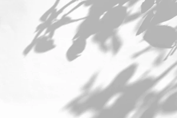 흰 벽에 야생 장미 잎과 싹의 회색 그림자 — 스톡 사진