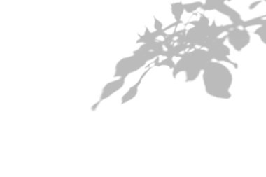 Beyaz bir duvarda yabani gül yaprakları ve tomurcukları gri gölge