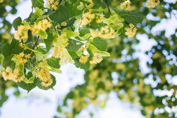 Primavera sfondo con primo piano di fiori di tiglio — Foto Stock