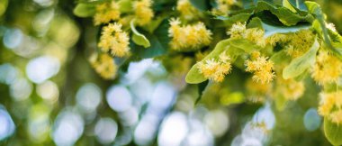 Bahar pankartı arka planında Linden ağacı çiçeklerine yakın plan 