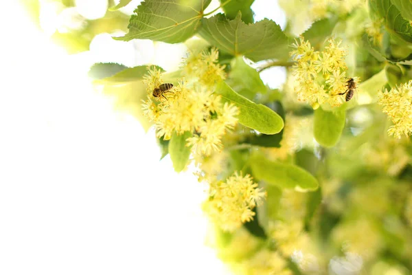 Primavera sfondo con primo piano di fiori di tiglio — Foto Stock