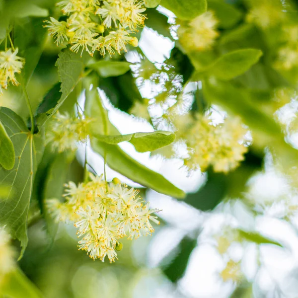 Fundo de primavera com closeup de flores da árvore de tília — Fotografia de Stock