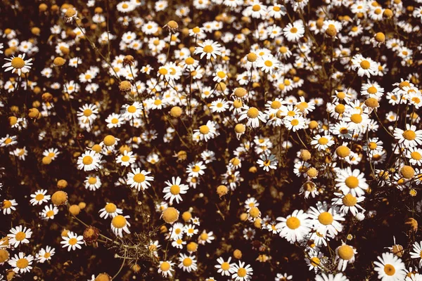 빈티지 색깔의 의료로 맨 카모 밀레 꽃 밭 — 스톡 사진
