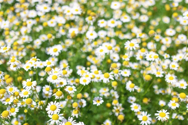 Piękny kwitnący medyczny rzymski rumianek kwiaty pole — Zdjęcie stockowe