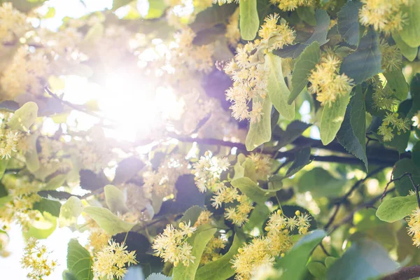 꽃봉오리와 린덴 나무의 꽃봉오리가 돋아나는 봄 배경 — 스톡 사진
