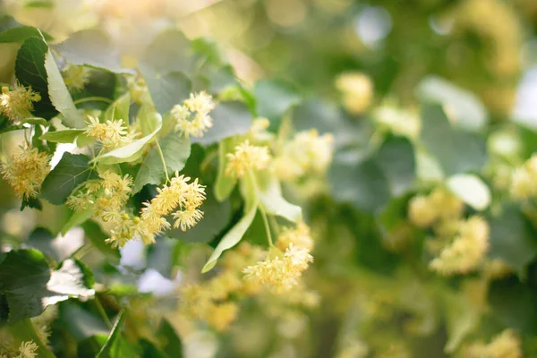 リンデンの木の花のクローズアップと春の背景 — ストック写真