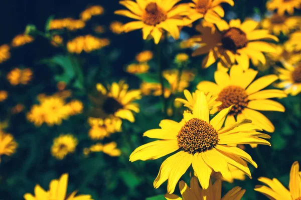 Фальшивые желтые рощи подсолнечника в летнем цветнике — стоковое фото
