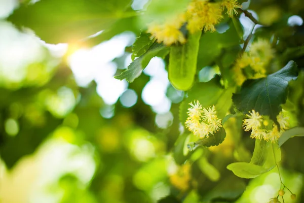 リンデンの木の花は チリアのコルデータ ユーロエンドウ 小葉の石灰 小さな葉のリンデンの花を咲かせます 食欲不振 天然薬 ハーブティーを癒します アロマセラピー 春の背景 — ストック写真