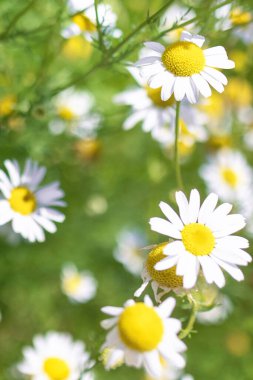 Güzel çiçek açan Roma papatya çiçeği tarlası. 