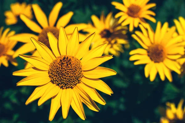 Фальшивые желтые рощи подсолнечника в летнем цветнике — стоковое фото