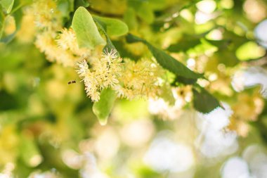İlkbahar arkaplanı Linden ağacı çiçeklerinin yakın planıyla 