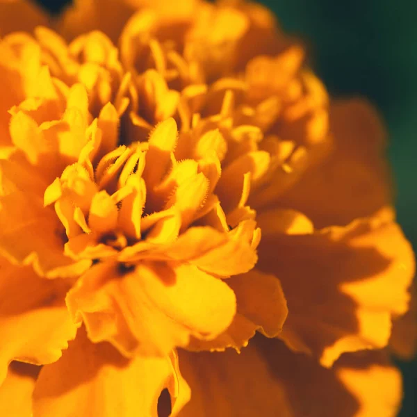Close-up de flor de calêndula laranja no fundo escuro — Fotografia de Stock