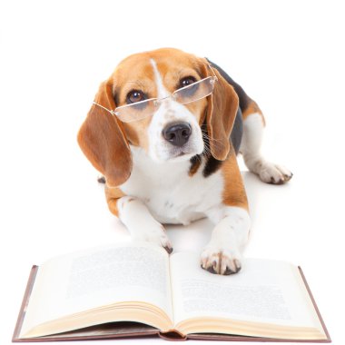 dog reading book clipart