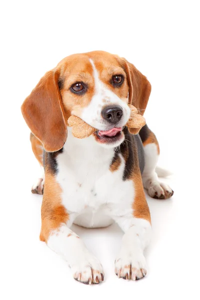 Cão com biscoito — Fotografia de Stock