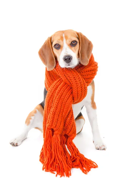 Winter dog — Stock Photo, Image