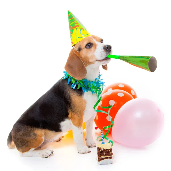 Dog party animal Royalty Free Stock Images