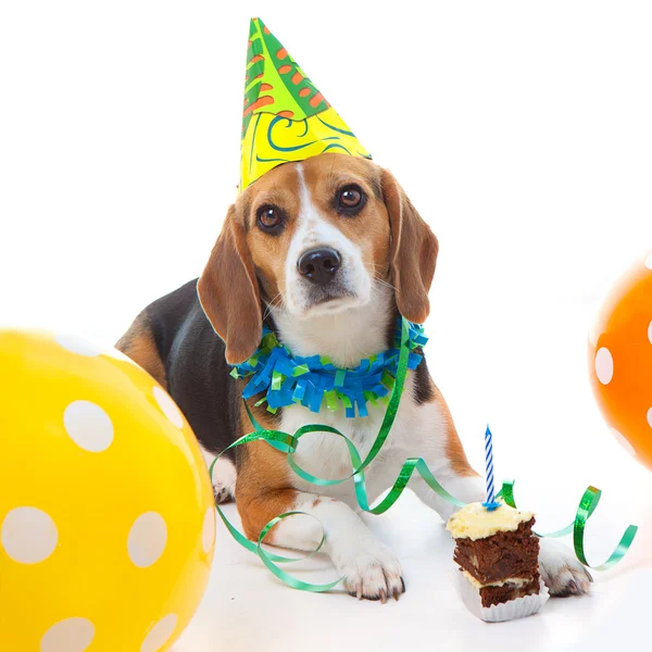 誕生日ケーキ 犬写真素材 ロイヤリティフリー誕生日ケーキ 犬画像 Depositphotos 誕生日ケーキ 犬写真素材 ロイヤリティフリー誕生日ケーキ 犬画像 Depositphotos