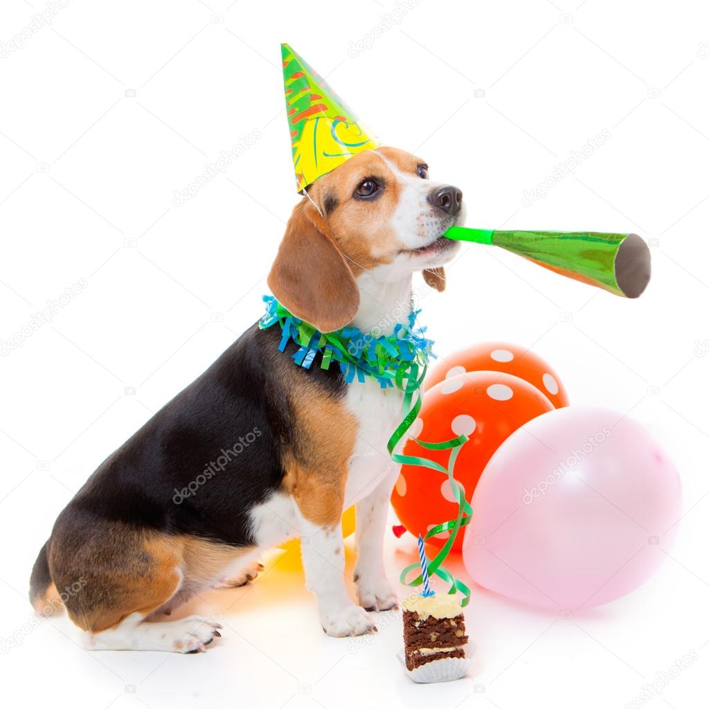 dog party animal
