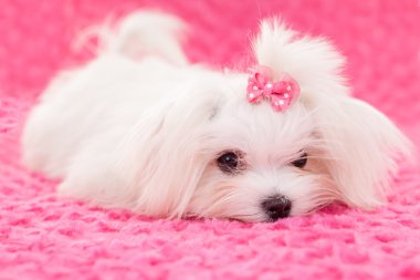 safkan Malta köpeği