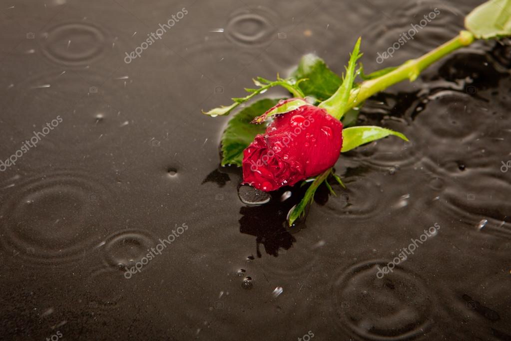 Lost Love And Death Concept Stock Photo © Mandygodbehear 60 New Download Images Of A Lost Love Lost Love And Death Concept Stock Photo © Mandygodbehear 60 New Download Images Of A Lost Love