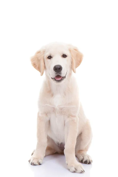 Filhote de cachorro golden labrador retriever Imagem De Stock