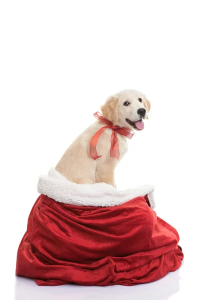 Pet gift for christmas holiday — Stock Photo, Image