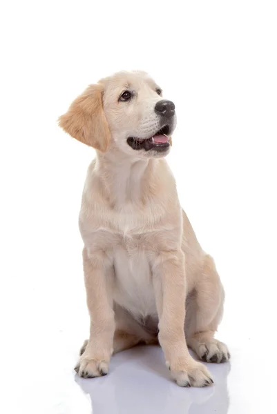 Healthy golden labrador puppy — Stock Photo, Image