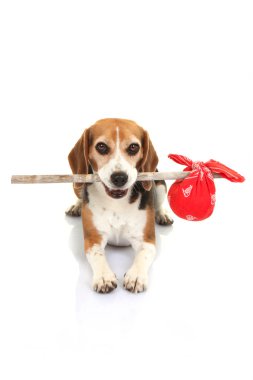 kavramı için kaçak köpek, Evcil hayvan tatil ev veya kayıp hayvan