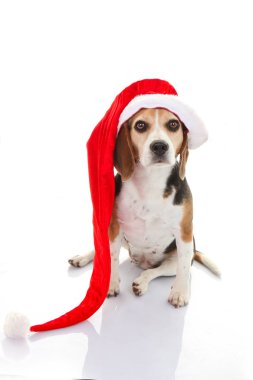 pet köpek Noel tatil hediye veya mevcut