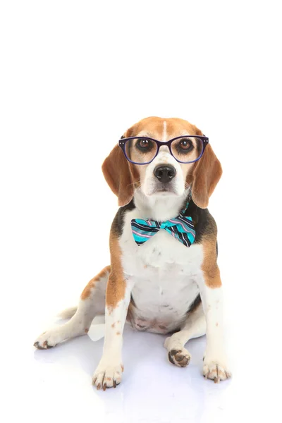 Begreppet businnes sällskapsdjur eller hund intelligens utbildning — Stockfoto