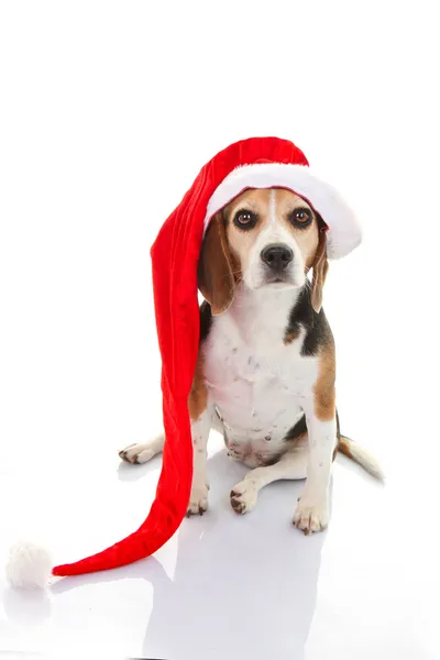 Sällskapsdjur hund jul semester gåva eller presentera — Stockfoto