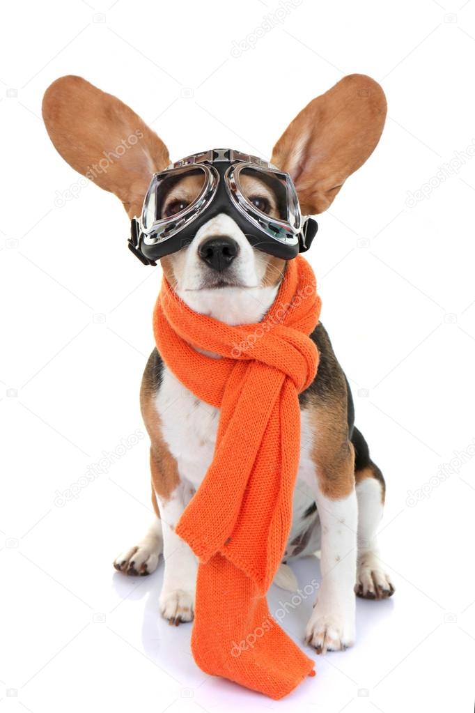 concept for travel or vacation pet aviator