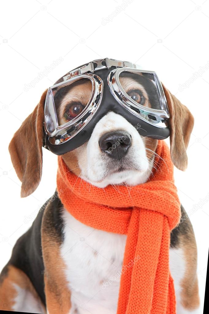 dog wearing flying glasses or goggles