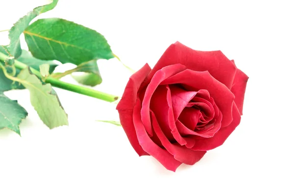 Red rose on a white background — Stock Photo, Image