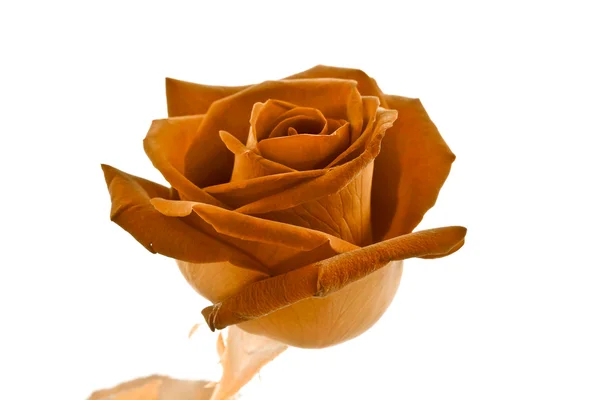 Brown rose — Stock Photo, Image