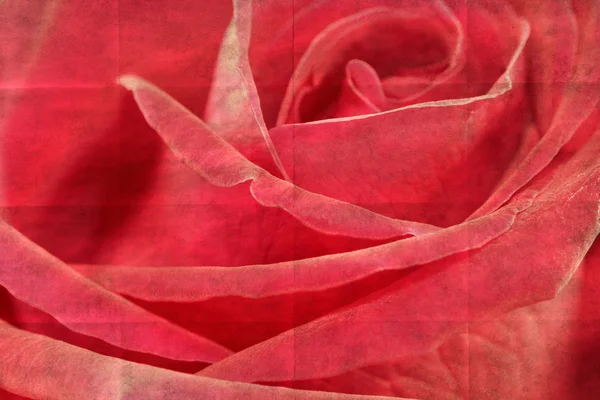 Closeup red rose flower — Stock Photo, Image
