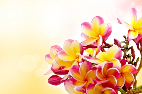 Kleurrijke frangipani — Stockfoto