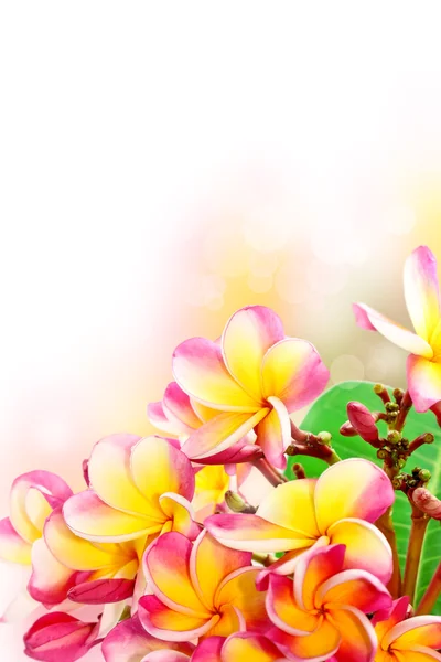 Frangipani blommor — Stockfoto