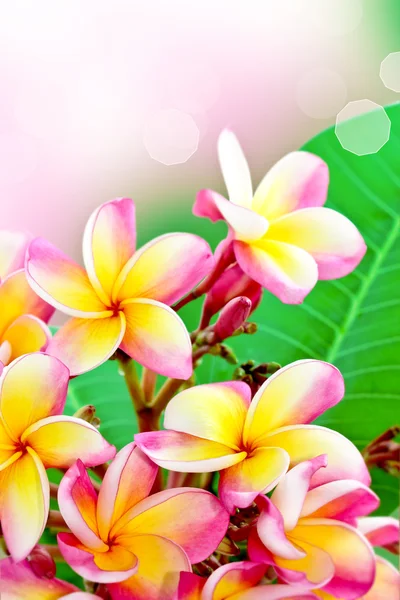 Frangipani-Blütensommer — Stockfoto