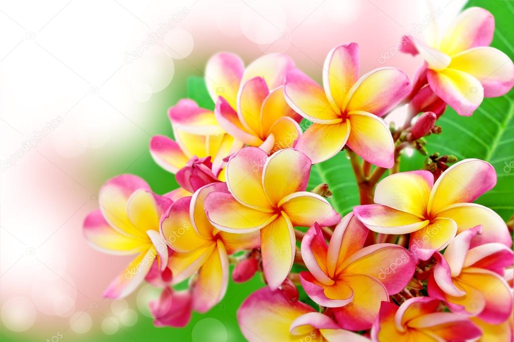 Frangipani flower background Stock Photo by ©mapichai 12482742