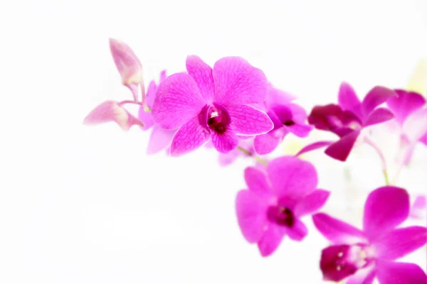 Flor de orquídea — Fotografia de Stock