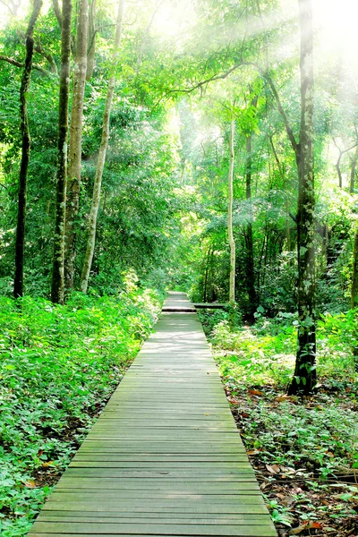 Caminando en el parque forestal —  Fotos de Stock