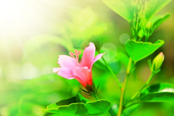 Röd hibiscus blomma — Stockfoto
