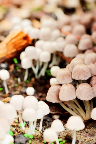 A bunch of white mushrooms — Stock Photo, Image